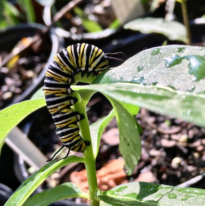 This South Carolina Nursery Is Packed With Native Plants, Pots And Garden Treasures - Decor Hint Green Habits Worth Copying Home