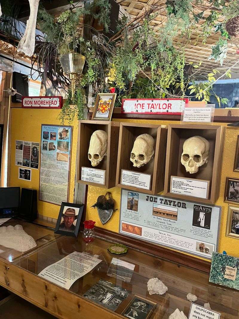 Skulls, Bears, And Comparisons