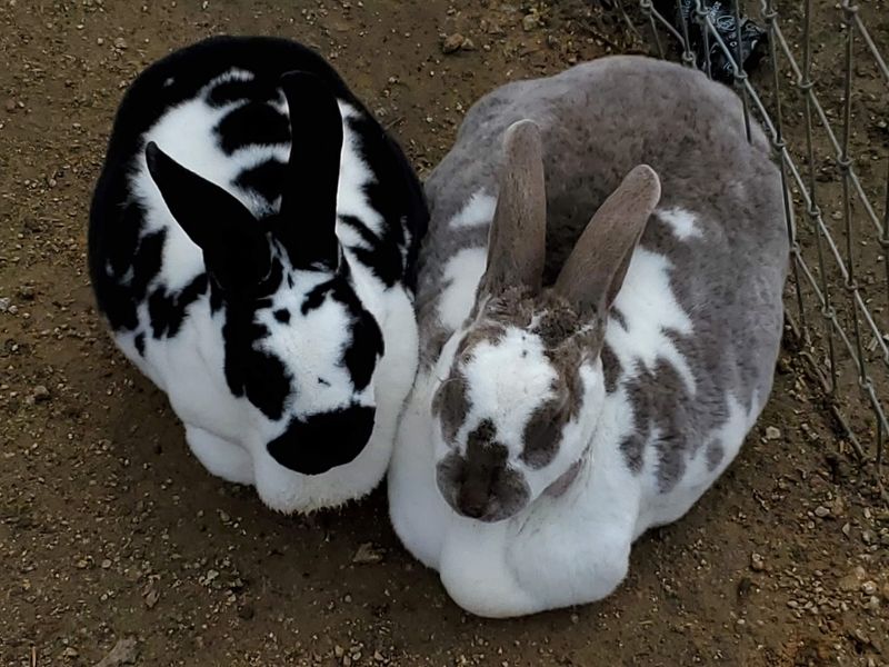 Goats, Rabbits And Chickens