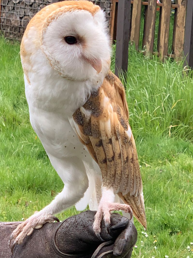 Chintimini Wildlife Center, Corvallis