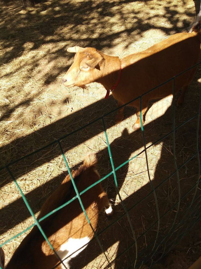 Goats, Ponies and the Petting Zoo Feed Cups