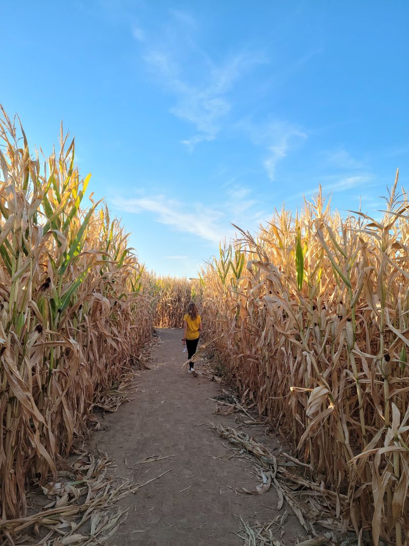 Idaho's Original Corn Maze
