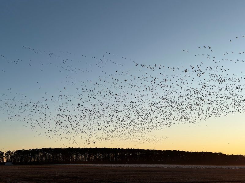 Arrive Near Sunset When The Swans Return To Their Roosts