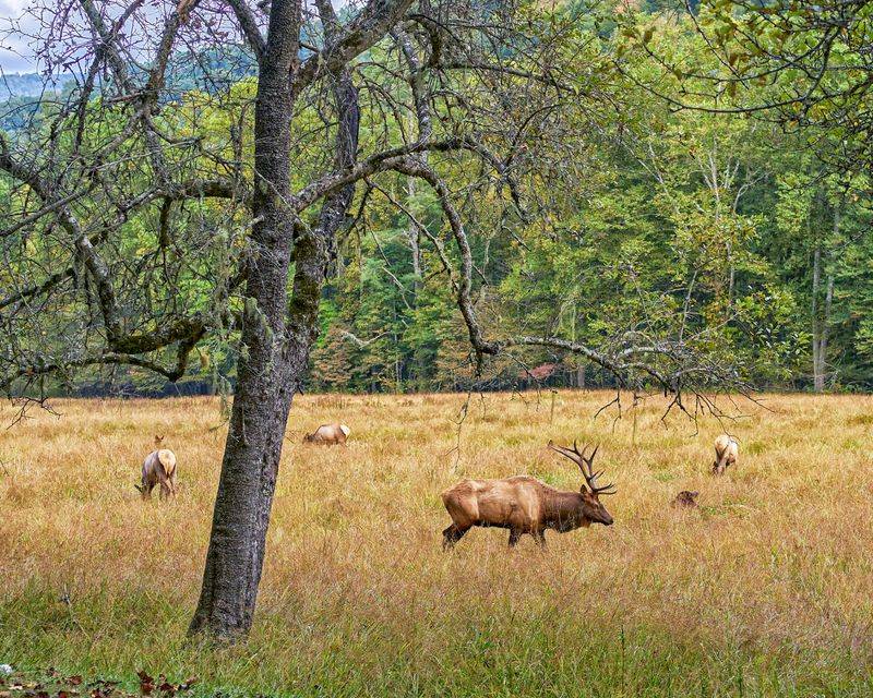 Discover Why Elk Gather In Cataloochee’s Open Meadows