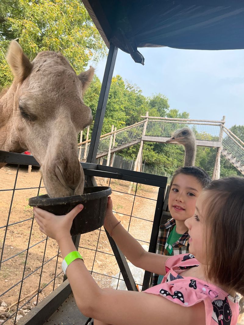 Camel Milk Ice Cream Is A Real Thing Here