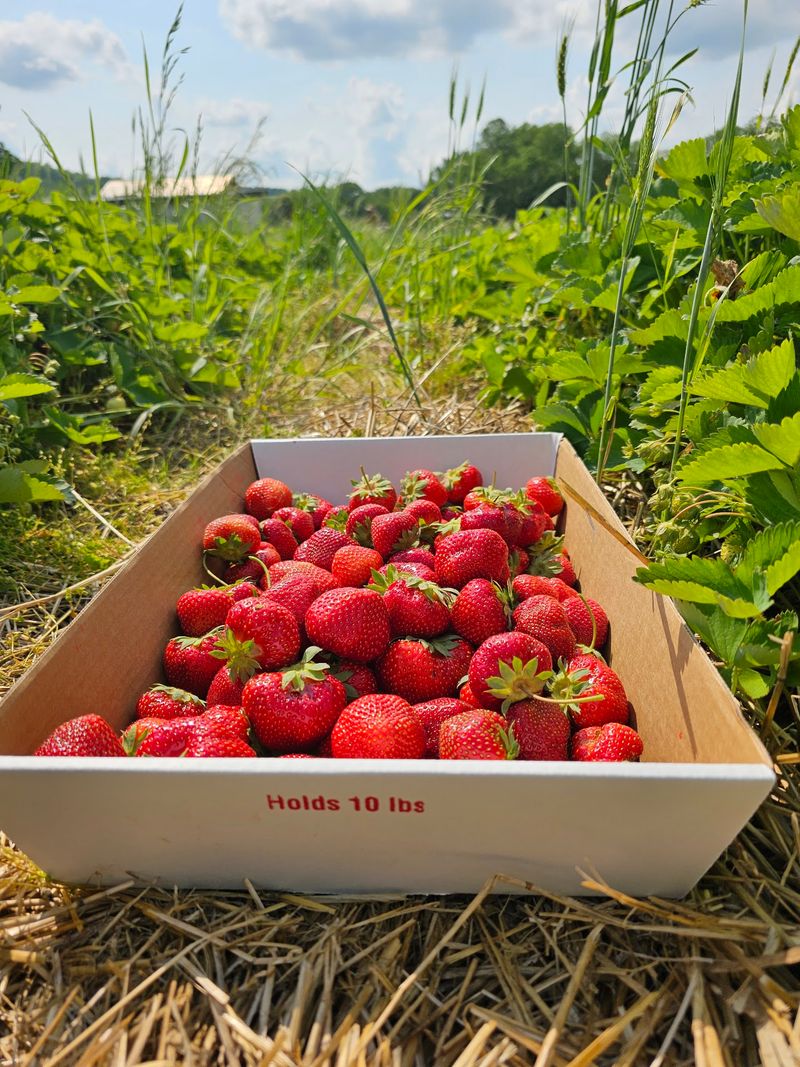 Strawberries That Ruin Grocery Berries Forever