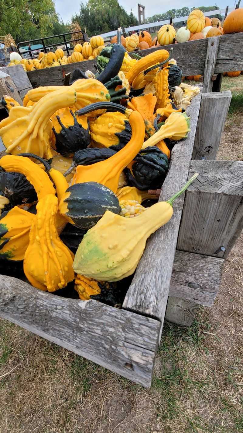 Poppy's Pumpkin Patch In Norfolk