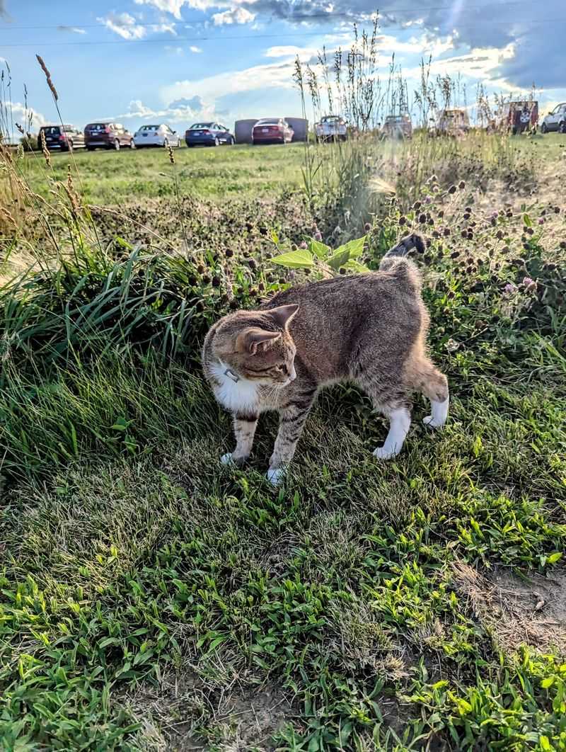 Shaded Seating and a Farm Cat on Patrol