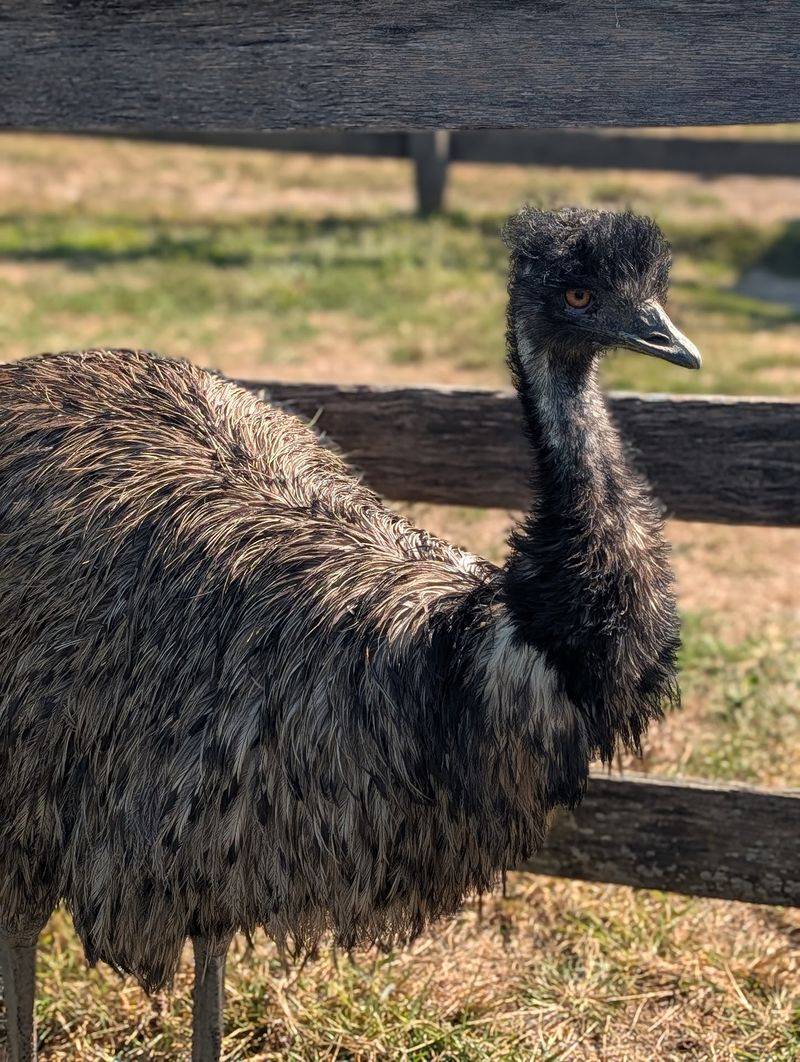 Goats, Bunnies And Curious Emus