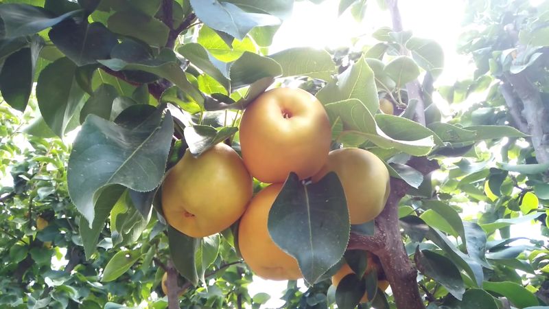 Pluck Perfect Tree Fruits