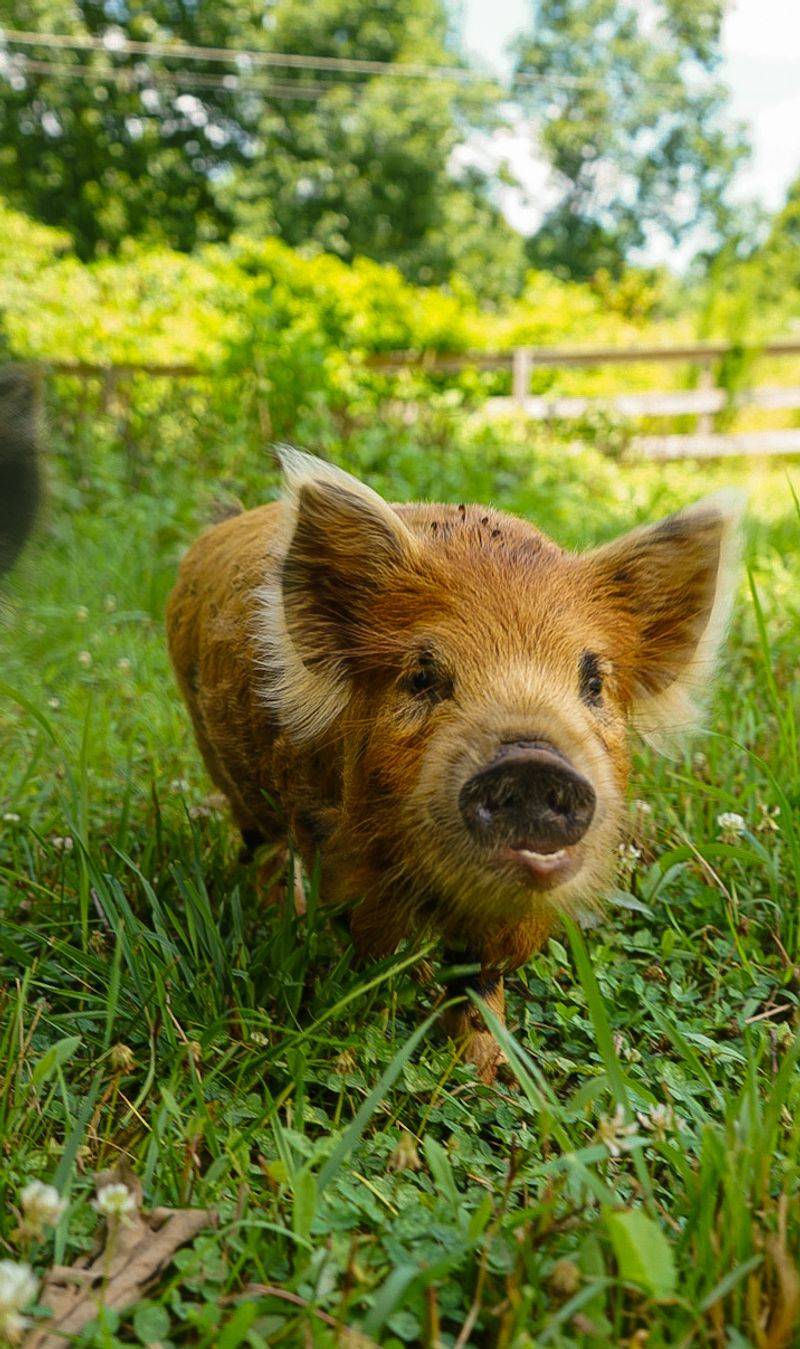 Piglets That Will Test Your Self-Control