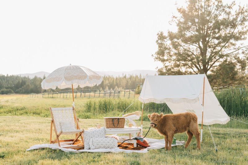 Highland Cows Come Right Up To Visitors At These 5 Idaho Family Farms - Decor Hint Long Mountain Meadows In Priest River