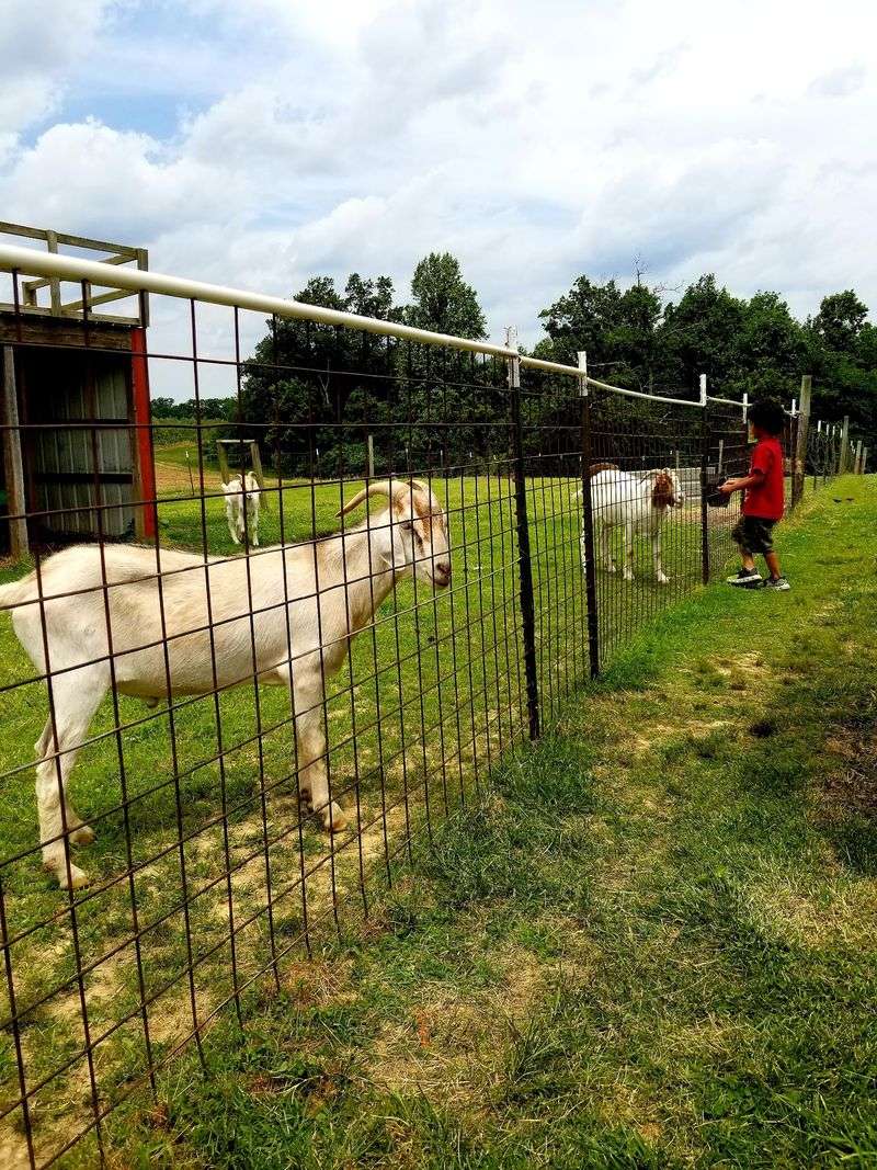 This Kentucky Farm Makes Homemade Apple Slushies And Has Animals Waiting Outside - Decor Hint The Goat Ranch Has A Very Loud Welcoming Committee