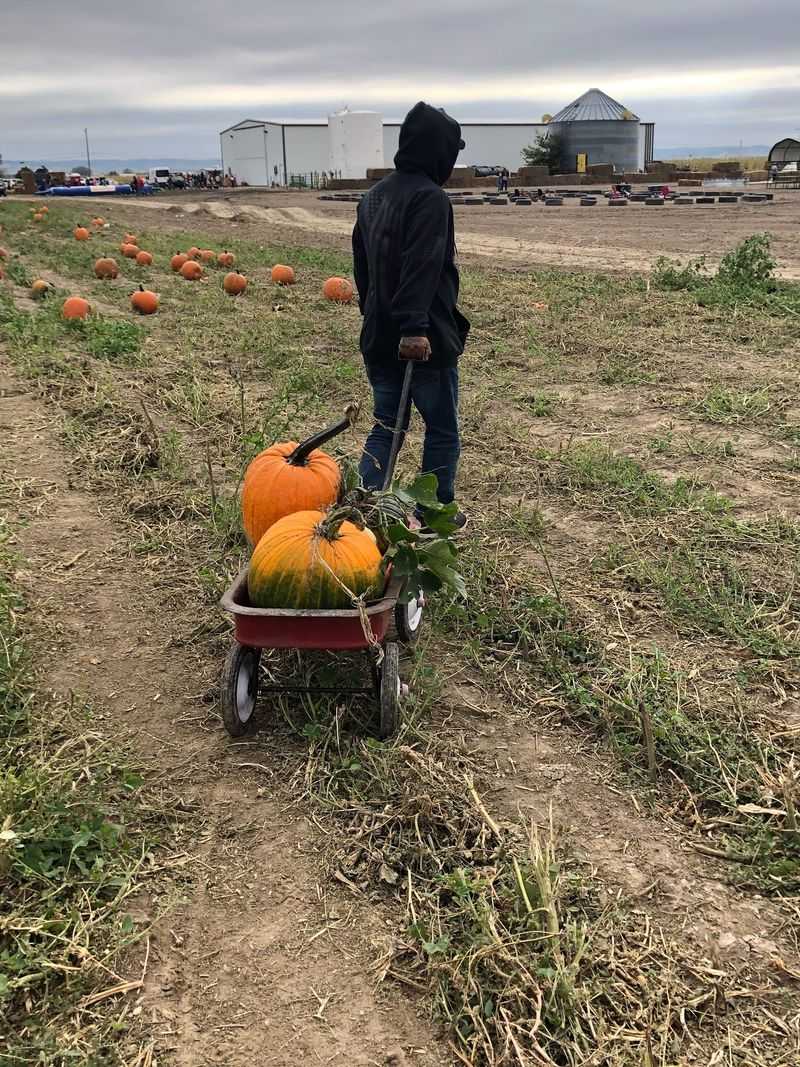 Adams Family Pumpkin Patch In Scottsbluff