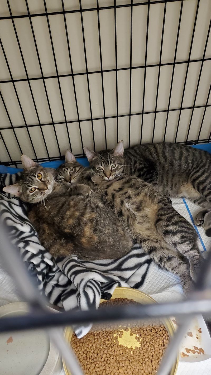 Spay, Neuter, and the TNR Work