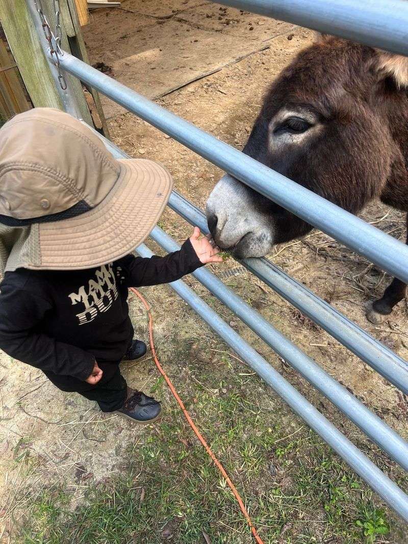 Farm Visits Are Private Enough To Feel Nothing Like A Crowded Petting Zoo