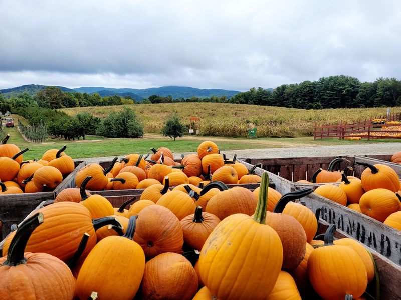 This North Carolina Apple Orchard Goes All Out For Fall With Pumpkins, Hot Donuts And Fresh Cider - Decor Hint The Pumpkin Patch Arrives Just In Time For Peak Fall Weekends