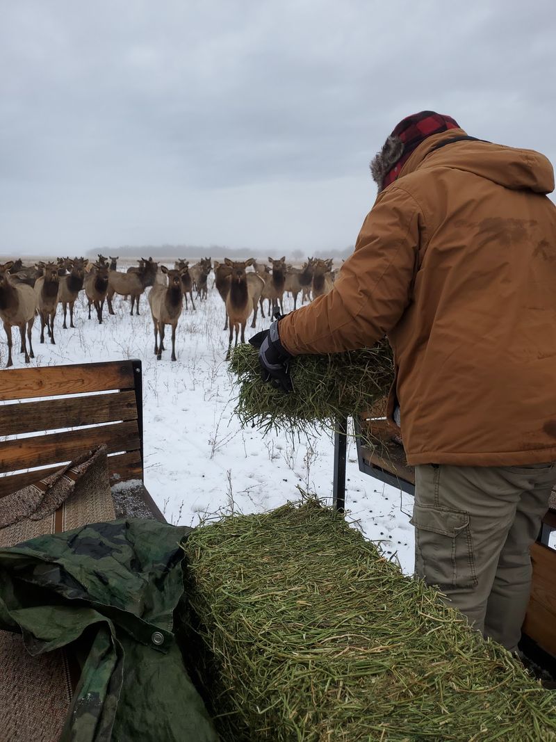 The Points-Style Tradition of Feeding the Herd