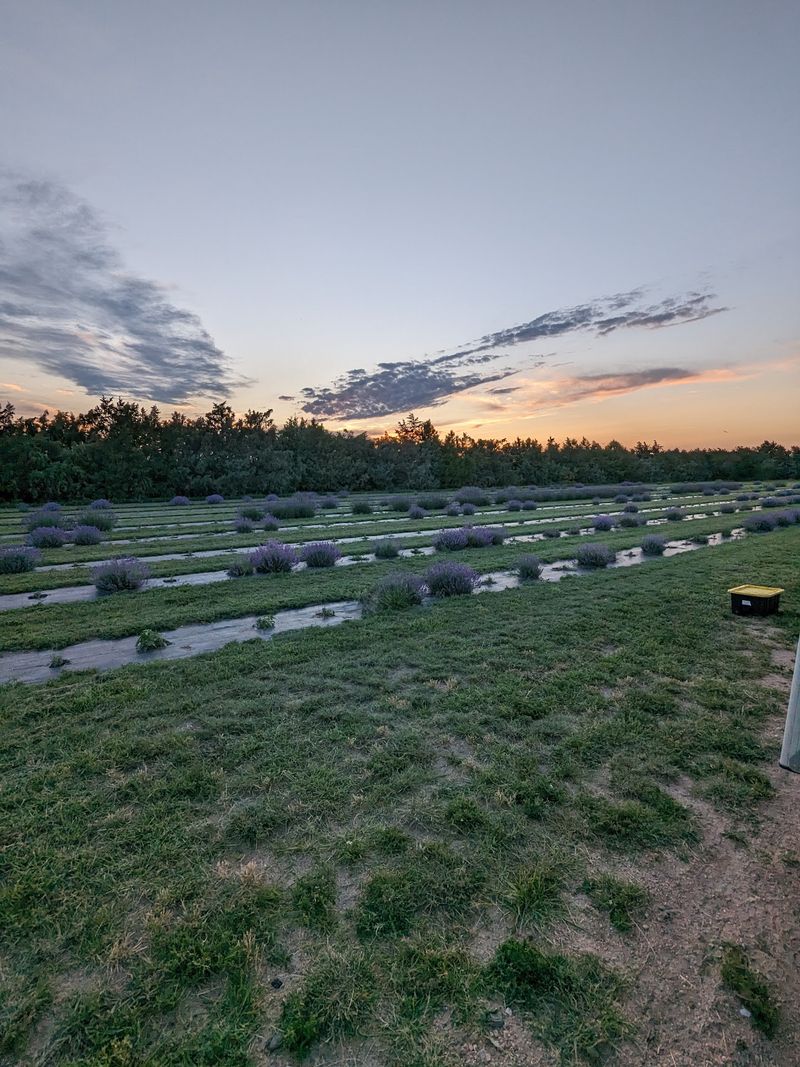 A Purple Pause on the Western Nebraska Prairie