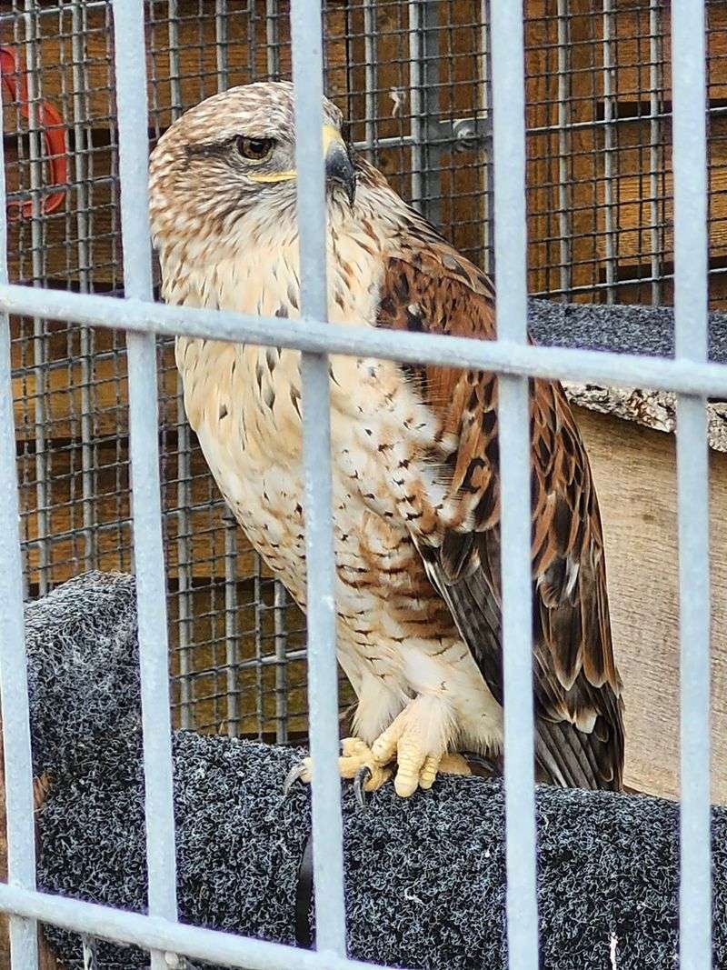 Why the Rescued Raptors Stay With You