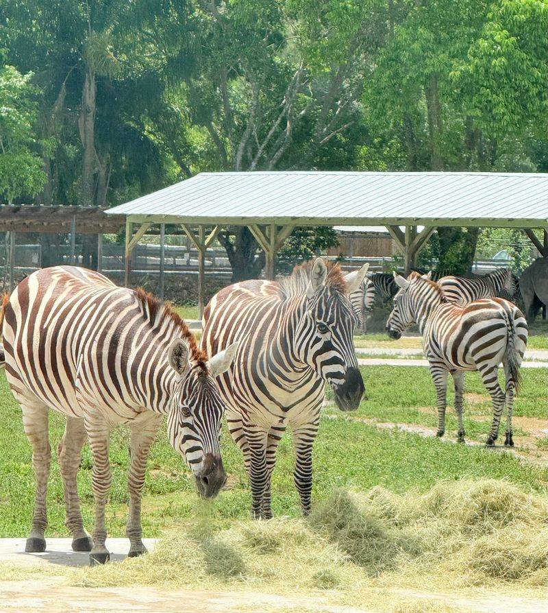 Zebras That Play Chase Beside Your Bumper