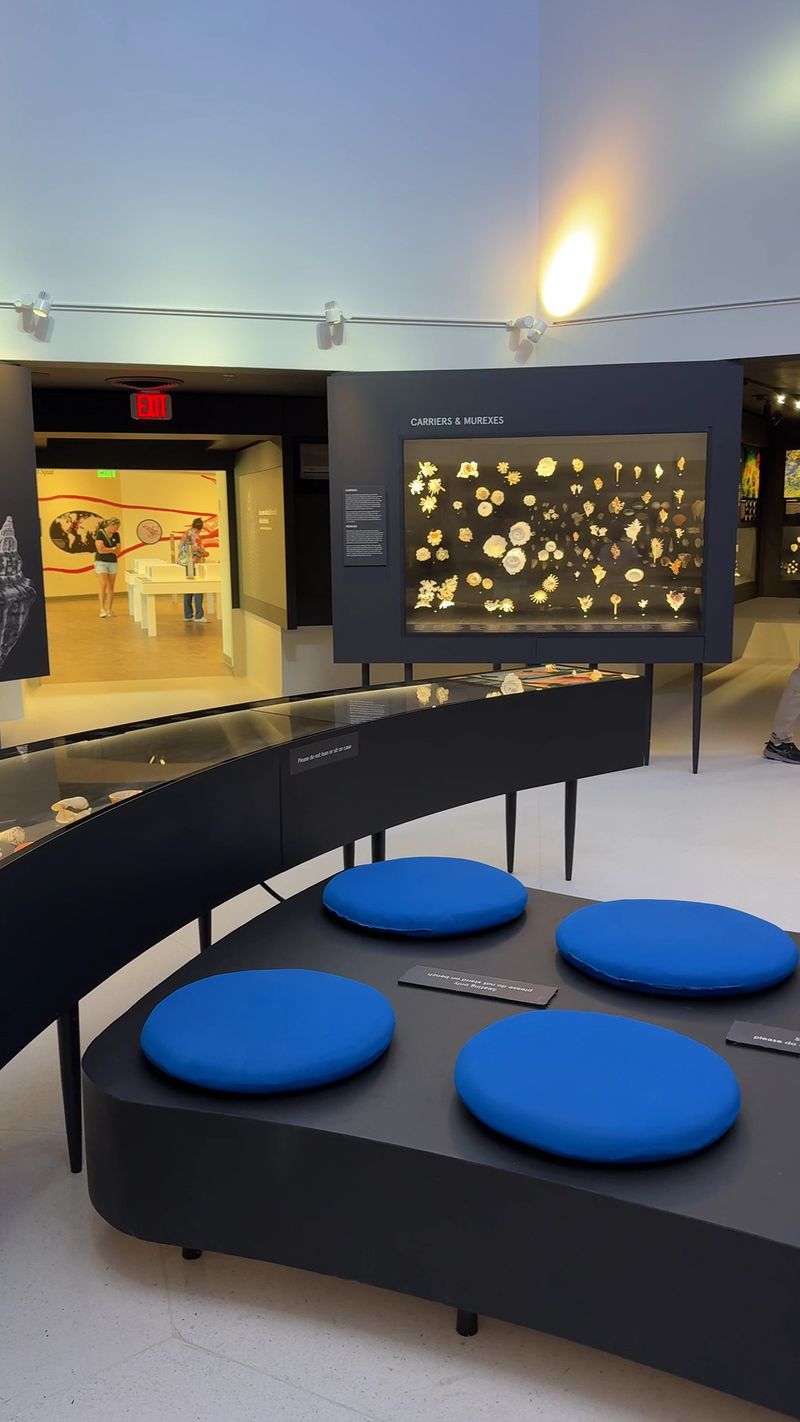 The Little-Known Florida Museum Home To One Of The World'S Largest Shell Collections - Decor Hint Inside The Great Hall