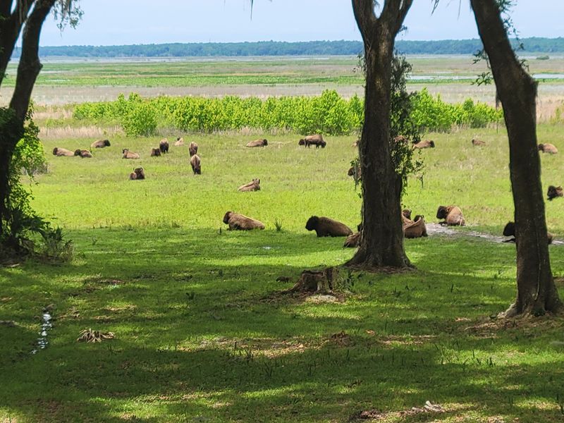 The Only Free-Roaming Herd East of the Mississippi