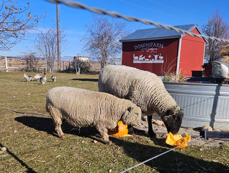 A Second Chance for Elderly and Special Needs Animals