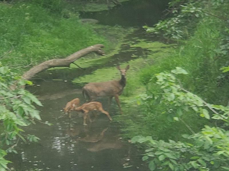Indian Creek, Woodland Paths, and Wildlife