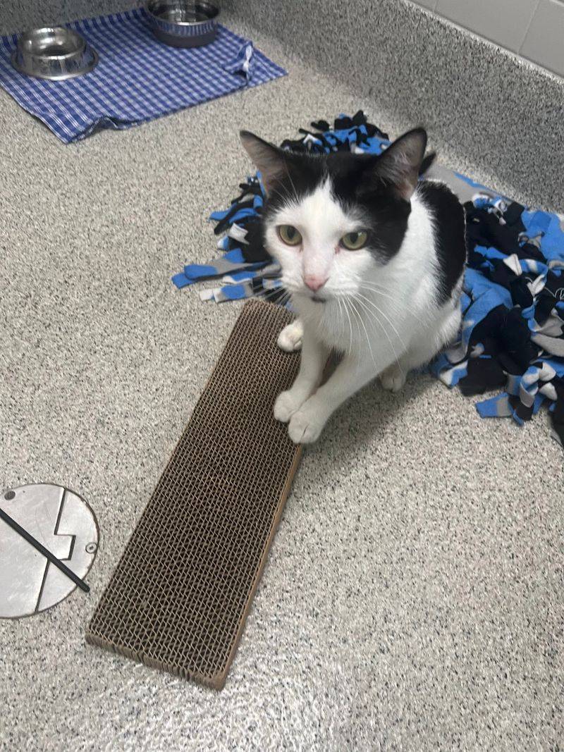 Where the Cats Hold Court