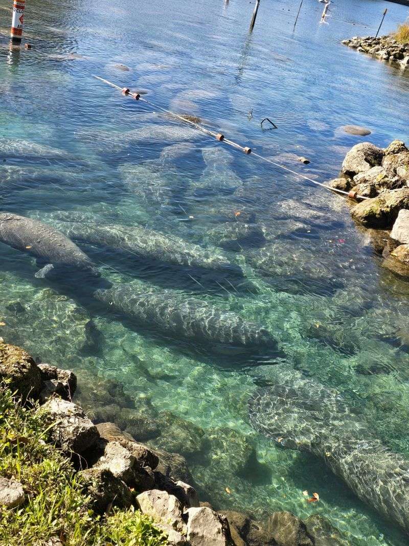 The Homosassa Springs Alternative