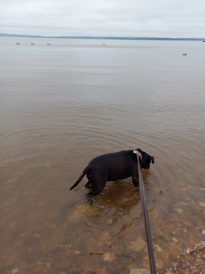 North East Beach At Elk Neck State Park, North East