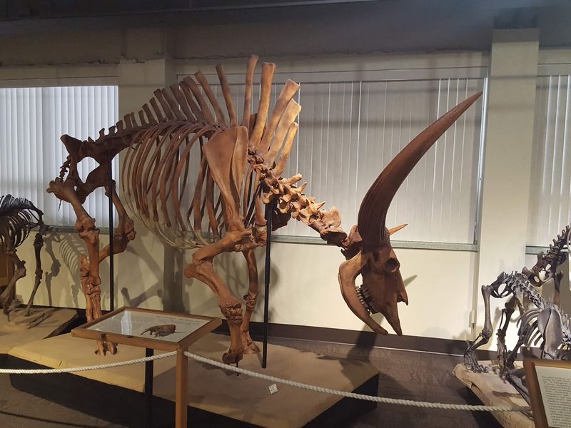 The Columbian Mammoth From American Falls