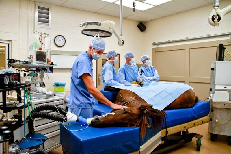 This Kentucky City Is Home To An Equine Hospital Where Two Of The World'S Four Veterinarian Farriers Work - Decor Hint Surgery Suites Built For Athletes