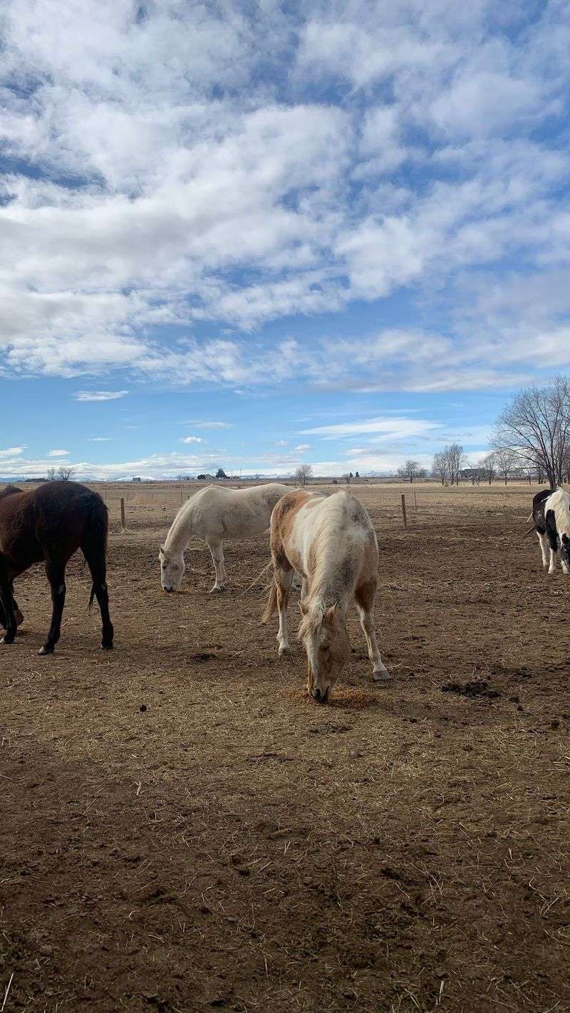This Idaho Farm Lets You Get Up Close With Kangaroos, Highland Cows And More Than 300 Animals - Decor Hint Advance Reservations Matter Because This Working Farm Is Not Open For Walk-In Visits