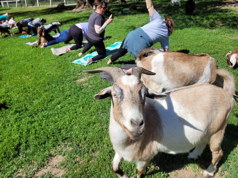 Goat Yoga Under an Open Nebraska Sky