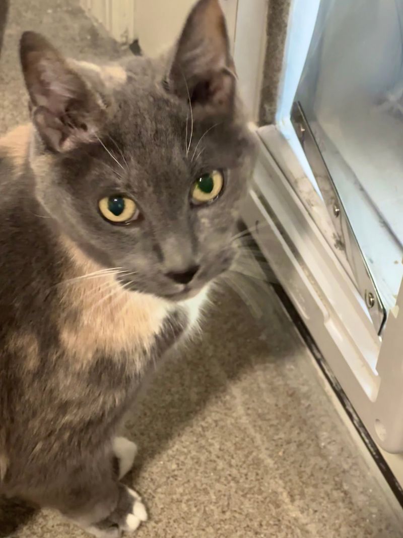 This Connecticut Cat Sanctuary Gives Rescued Kitties A Safe Place While They Wait For Forever Homes - Decor Hint Adoption Opens The Door To A New Home