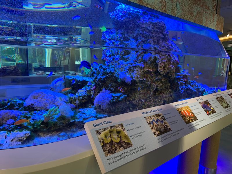 The Little-Known Florida Museum Home To One Of The World'S Largest Shell Collections - Decor Hint Meet The Living Mollusks