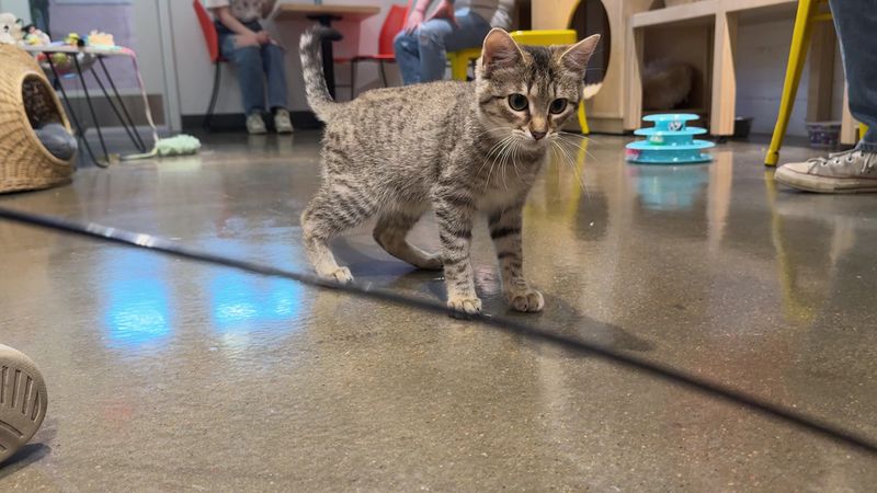 Adoptions, Stories, and the Rescue Behind the Counter