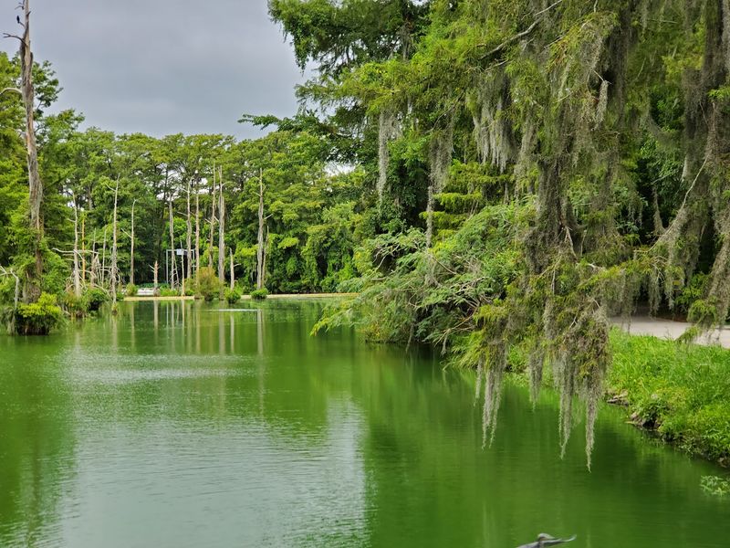 Pontoon Rides Along Adams Bayou