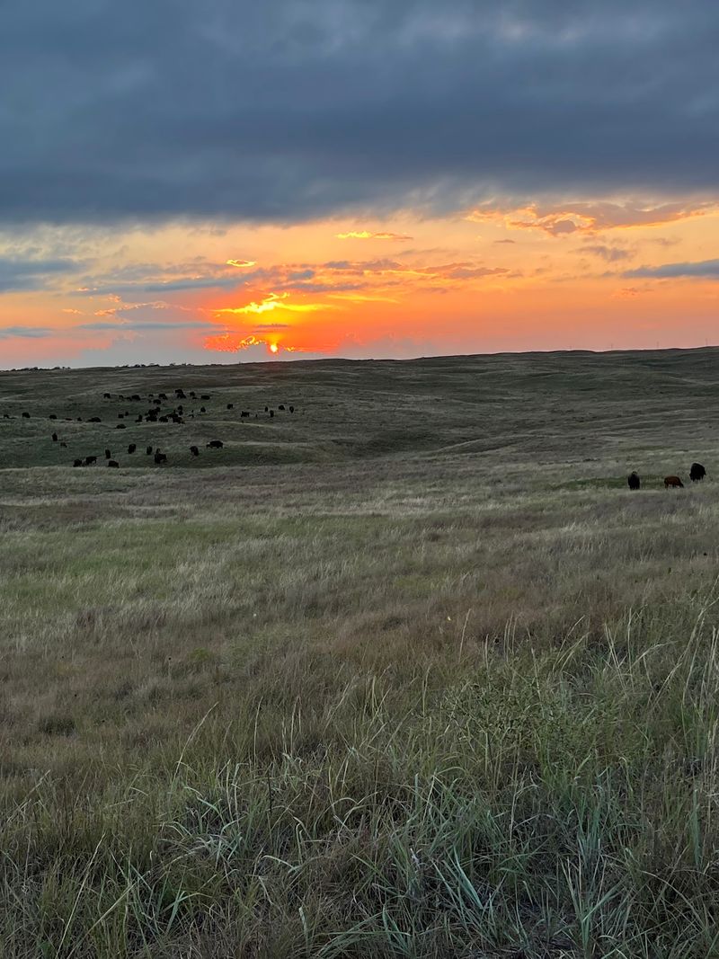 Grassland Lessons You Did Not Expect