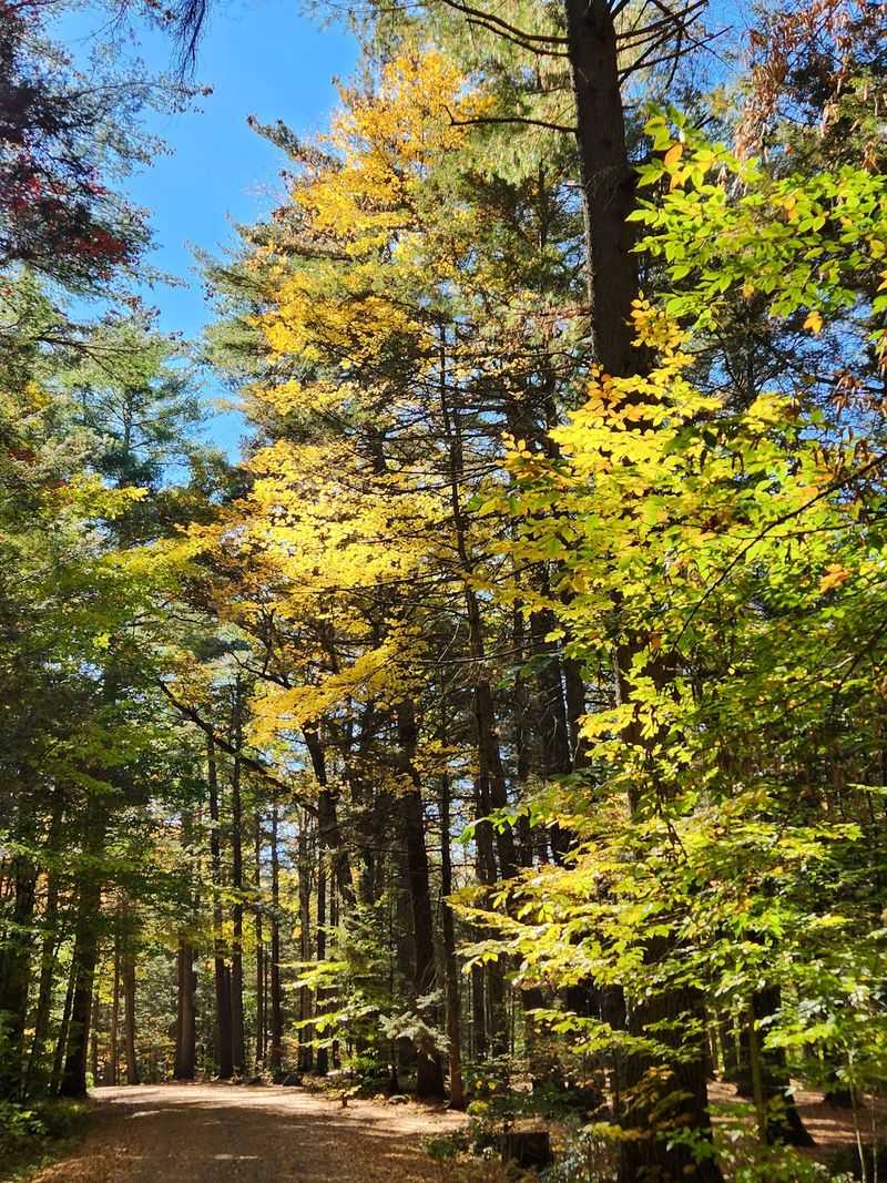 Autumn Colors Transform The Forest Canopy