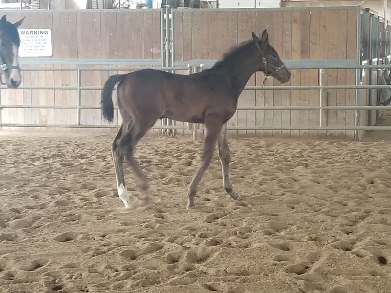Lesson Horses With Résumés