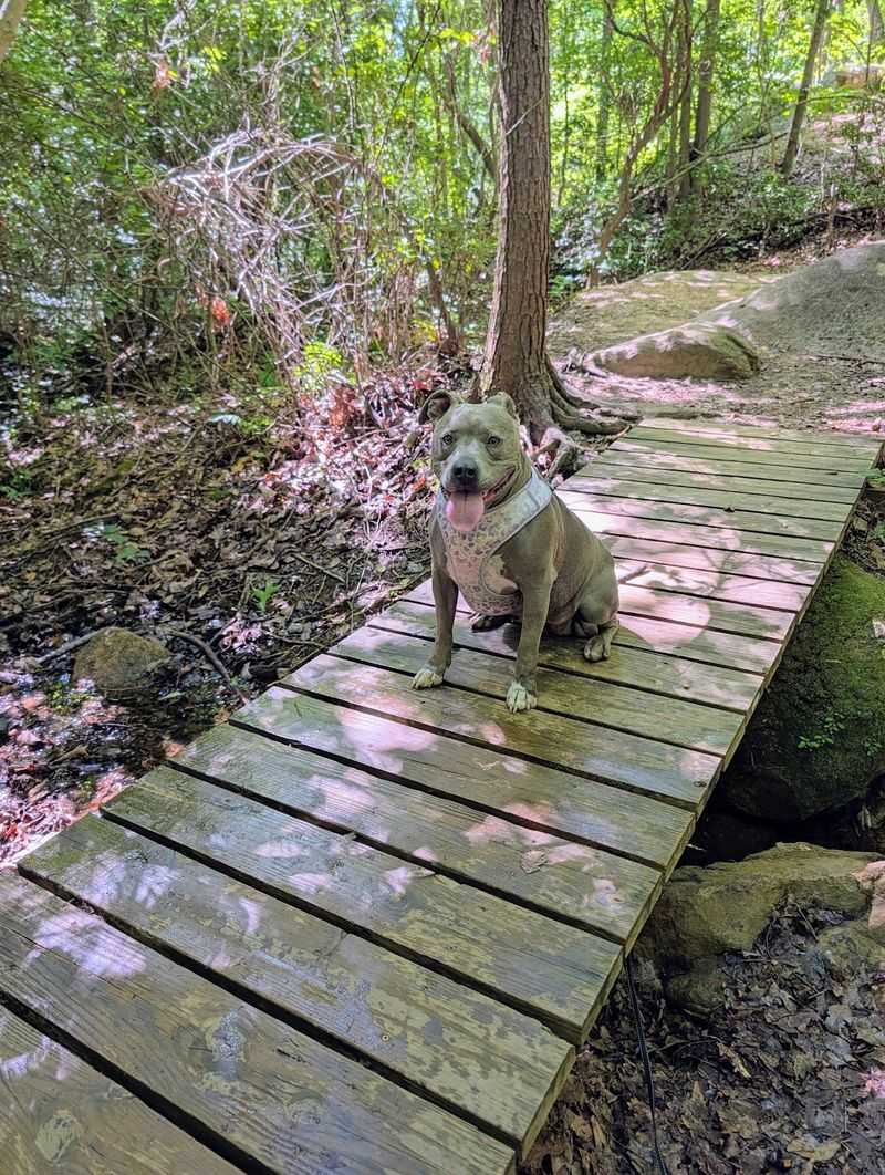 Sulphur Springs Trail, Greenville