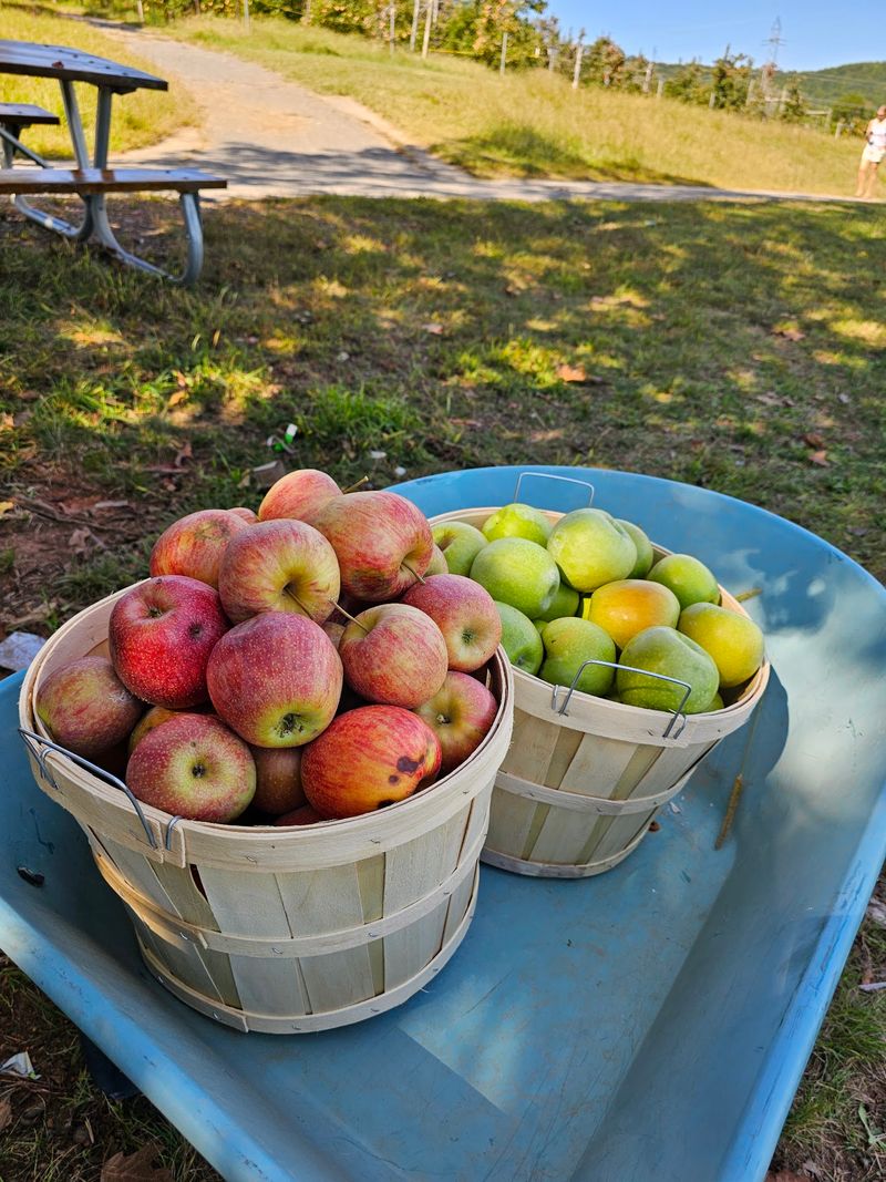 12 Of The Best Apple Orchards In North Carolina For The Perfect Fall Picking Trip - Decor Hint Apple Hill Orchard & Cider Mill