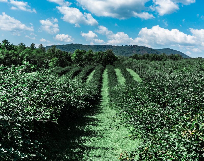 12 Of The Best Apple Orchards In North Carolina For The Perfect Fall Picking Trip - Decor Hint Justus Orchard