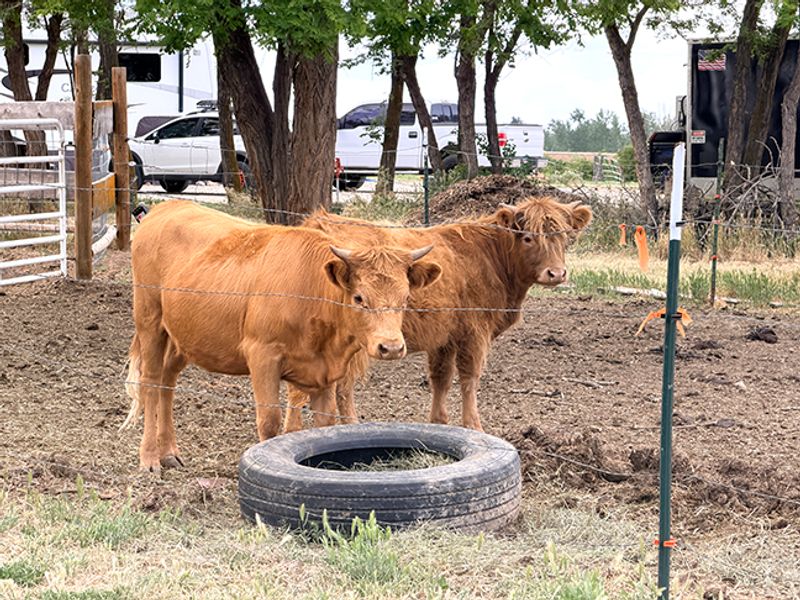 This Idaho Farm Lets You Get Up Close With Kangaroos, Highland Cows And More Than 300 Animals - Decor Hint Scottish Highland Cows Add Plenty Of Shaggy Personality To The Pastures