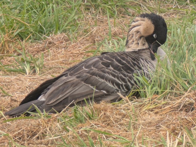 Hawaiʻi Island Festival Of Birds, Hilo