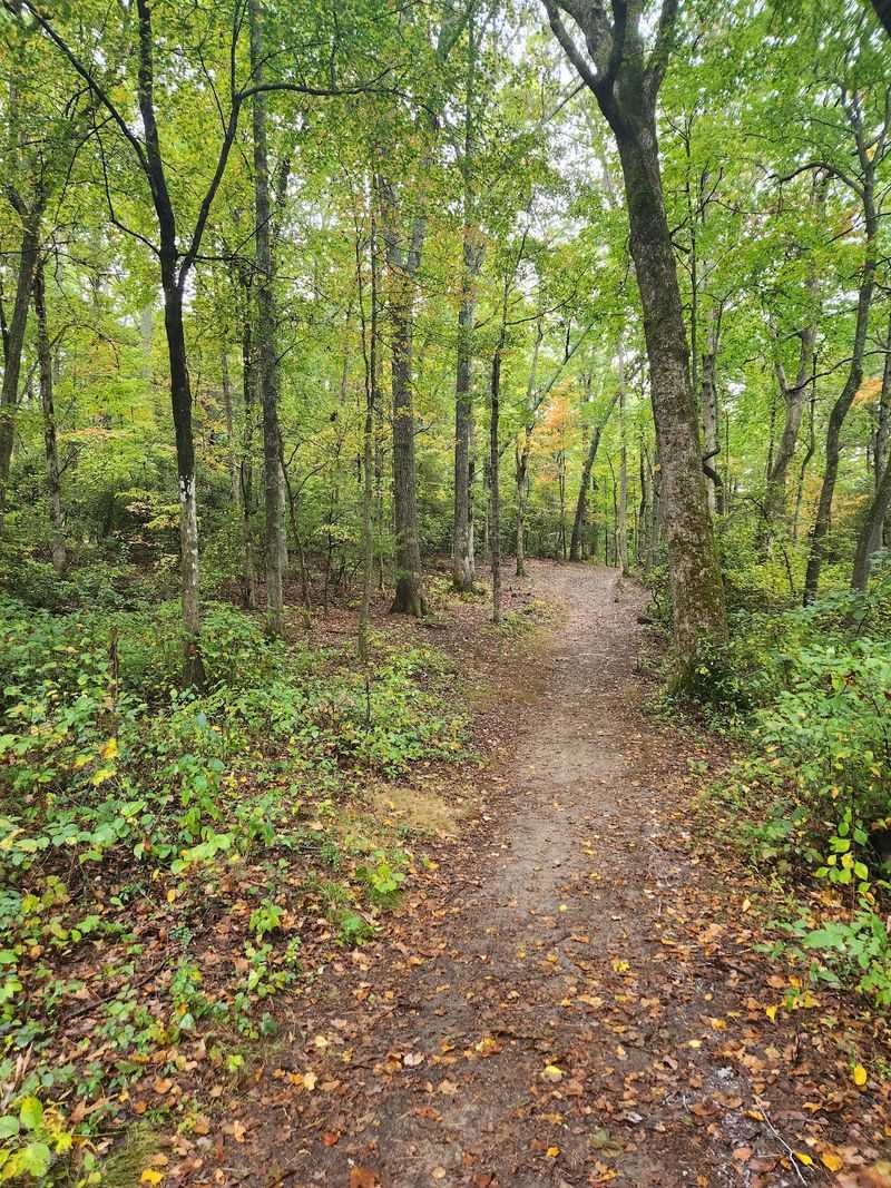 This North Carolina Mountain Park Comes Alive With Migrating Songbirds Every September - Decor Hint This Quiet Hendersonville Park Has Recorded Nearly Every Eastern Migrating Songbird