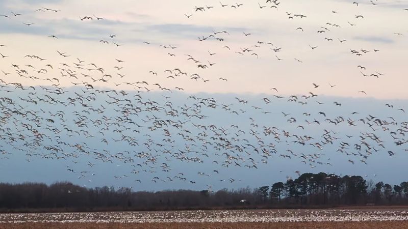 Bring Binoculars And Give The Wildlife Plenty Of Space